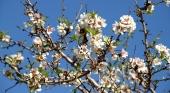 Almendro en Mallorca