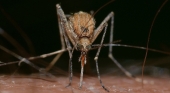 Los mosquitos son los principales transmisores de la malaria