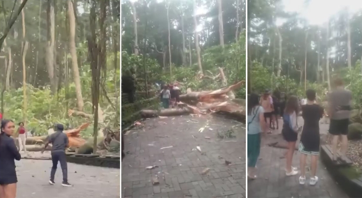 Dos turistas fallecen en el Bosque de los Monos de Bali (Indonesia)|Foto: capturas Bali Info