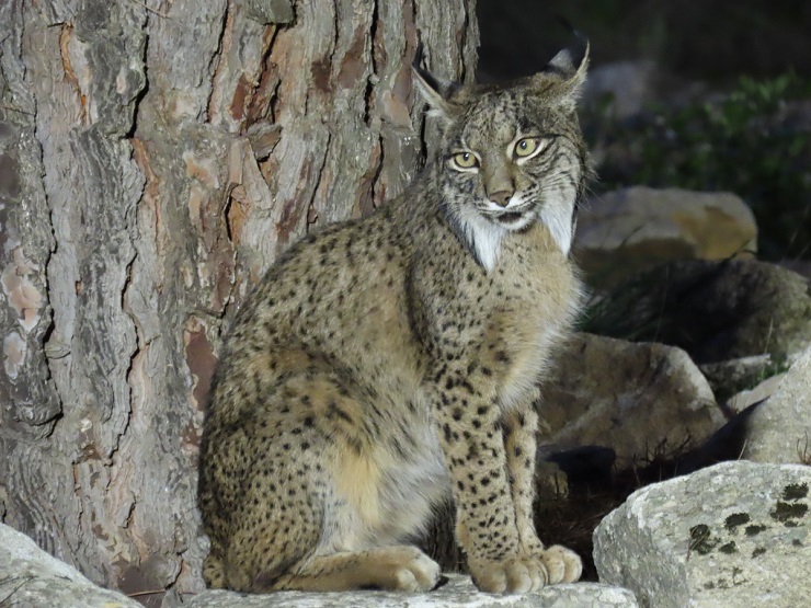 Lince Ibérico