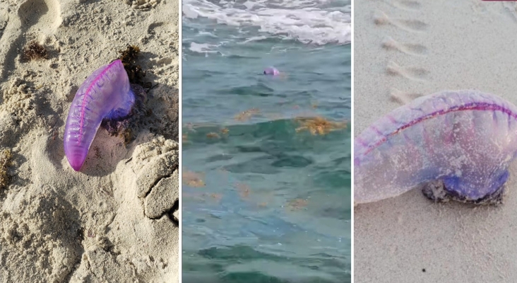 Alerta por presencia de la peligrosa carabela portuguesa en Tulum y Playa del Carmen