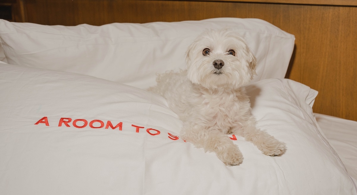 Foto: perro en hotel de Room Mate