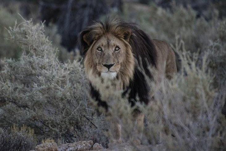 Leones devoran a cazadores furtivos de rinocerontes