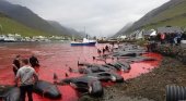 Imagen de la gran matanza  anual de cetáceos en islas Feroe conocida como 'Grindadráp' | Foto: Sea Shepherd