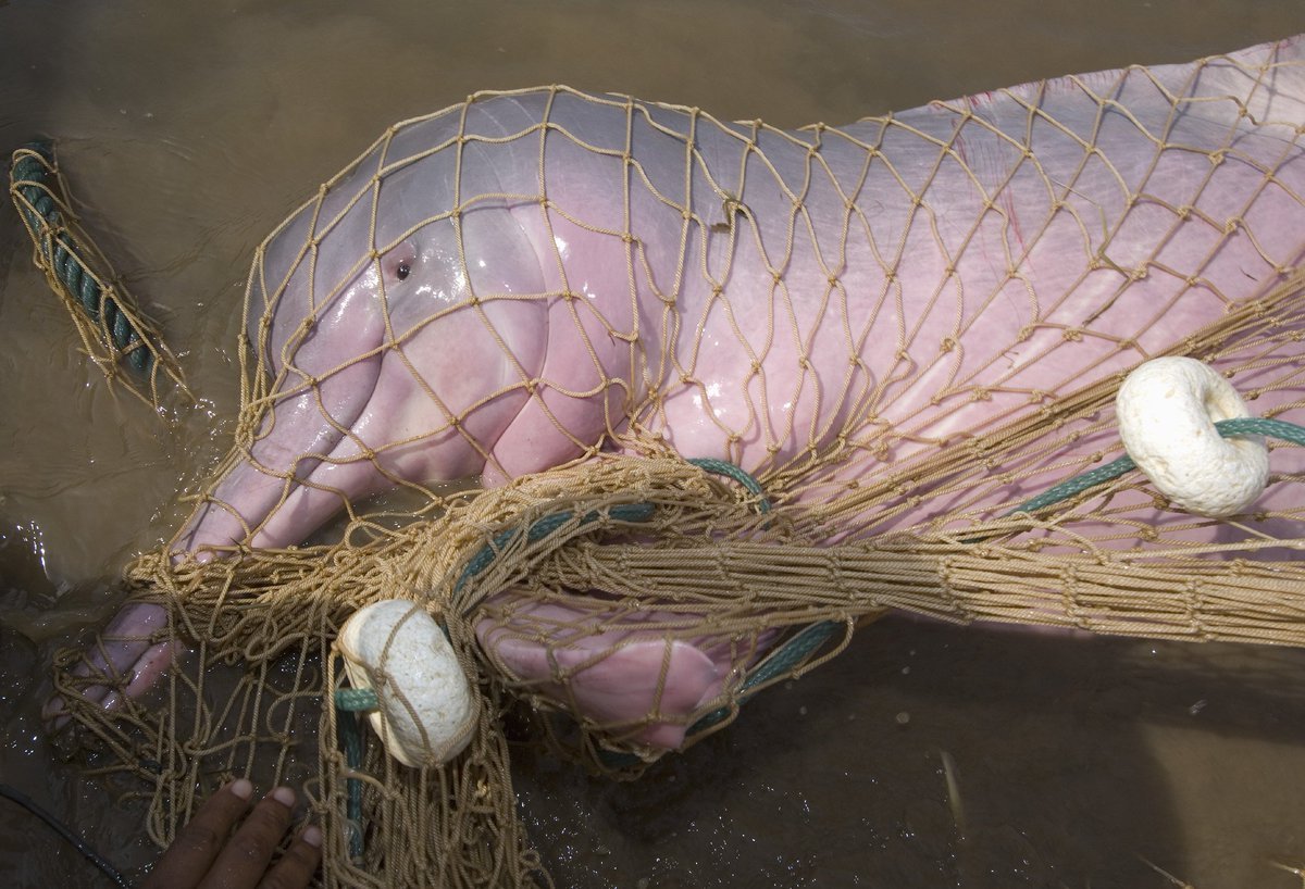 Los Delfines Rosas Del Amazonas Estan En Peligro