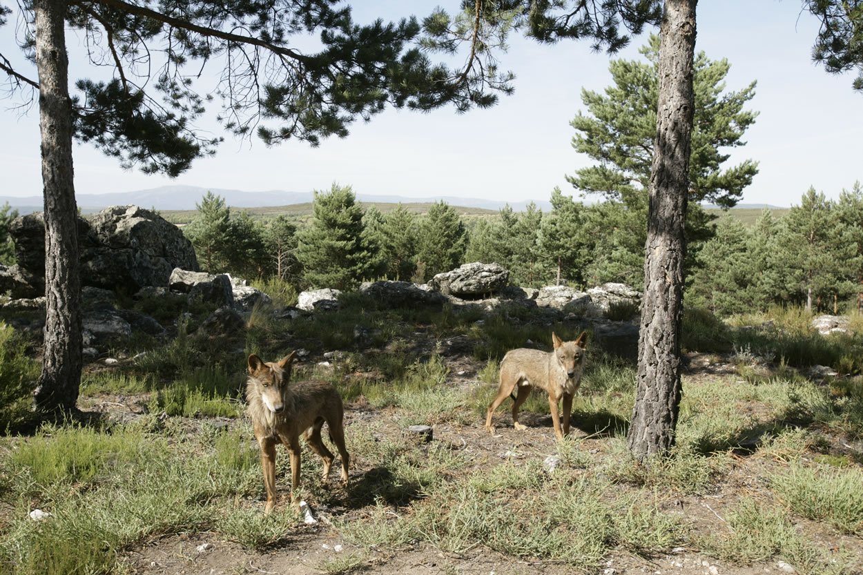 Del lobos. Заповедник Лобос.