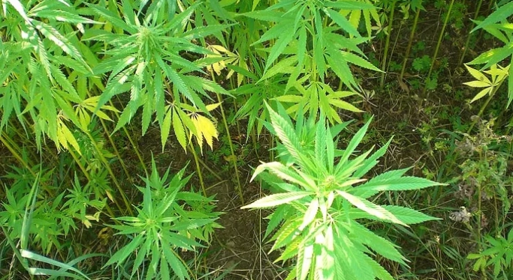 Planta de cannabis