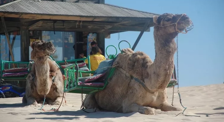 Camellos en Fuerteventura