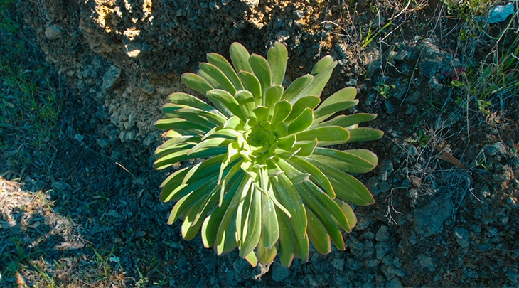 Ayuntamiento de Granadilla de Abona, Tenerife