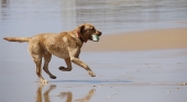 Un perro jugando con una pelota en una playa | Foto: Tania Dimas (CC)