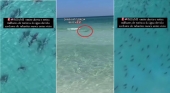 Plaga de tiburones en las playas de Miami (EE. UU.): Tres heridos en un solo día