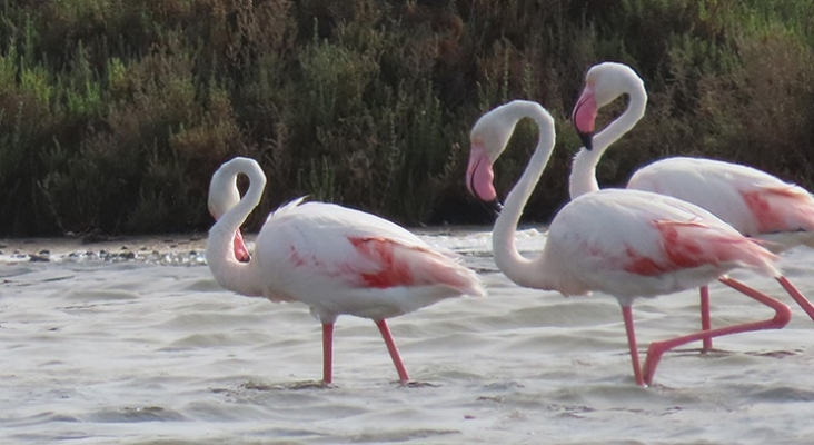 Flamencos en San Pedro del Pinatar Foto ArturoCrosby