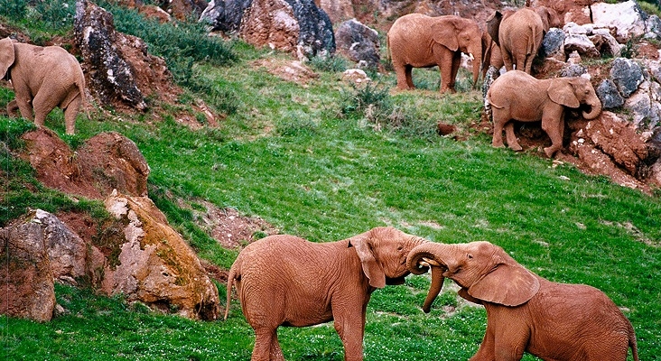 Elfantes en el Parque de Naturaleza de Cabárceno